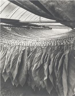 Tobacco Drying, Iwate-ken - Linda Butler