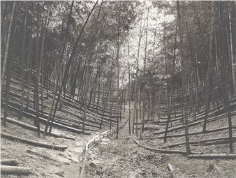 Bamboo Forest, Tokushima-ken - Linda Butler