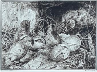 HATCHING CHICKS - William Davis