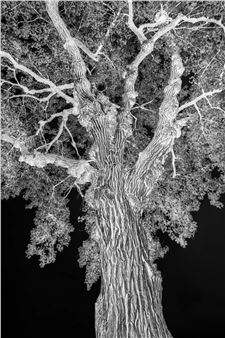 Suzanne Metzel: For The Love Of Trees - Perspective Gallery