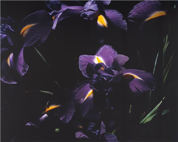 Iris by Marie-Jo Lafontaine, 1995