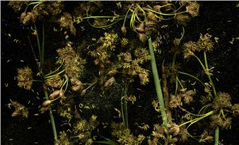 To Bright Disturbances - SFAC Galleries