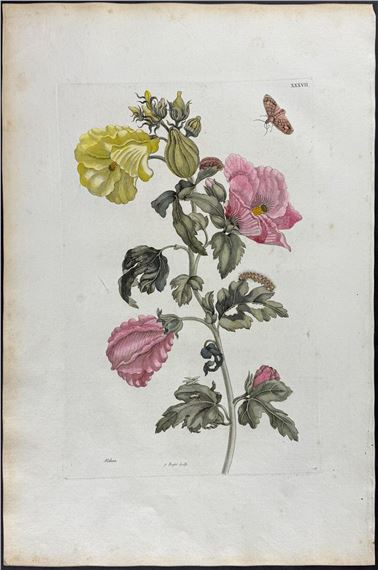 Hibiscus or Rose of Sharon & Moth Metamorphosis by Maria Sibylla Merian, 1771