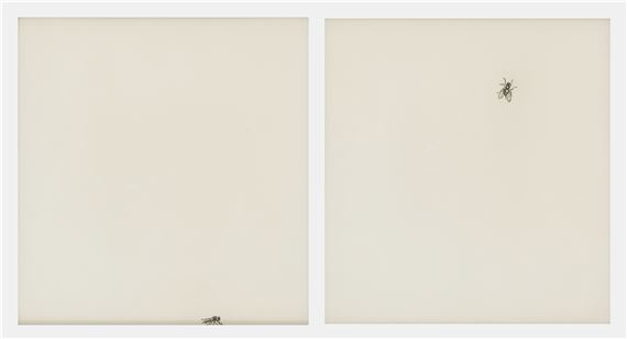 Mouches - Patrice Moreau