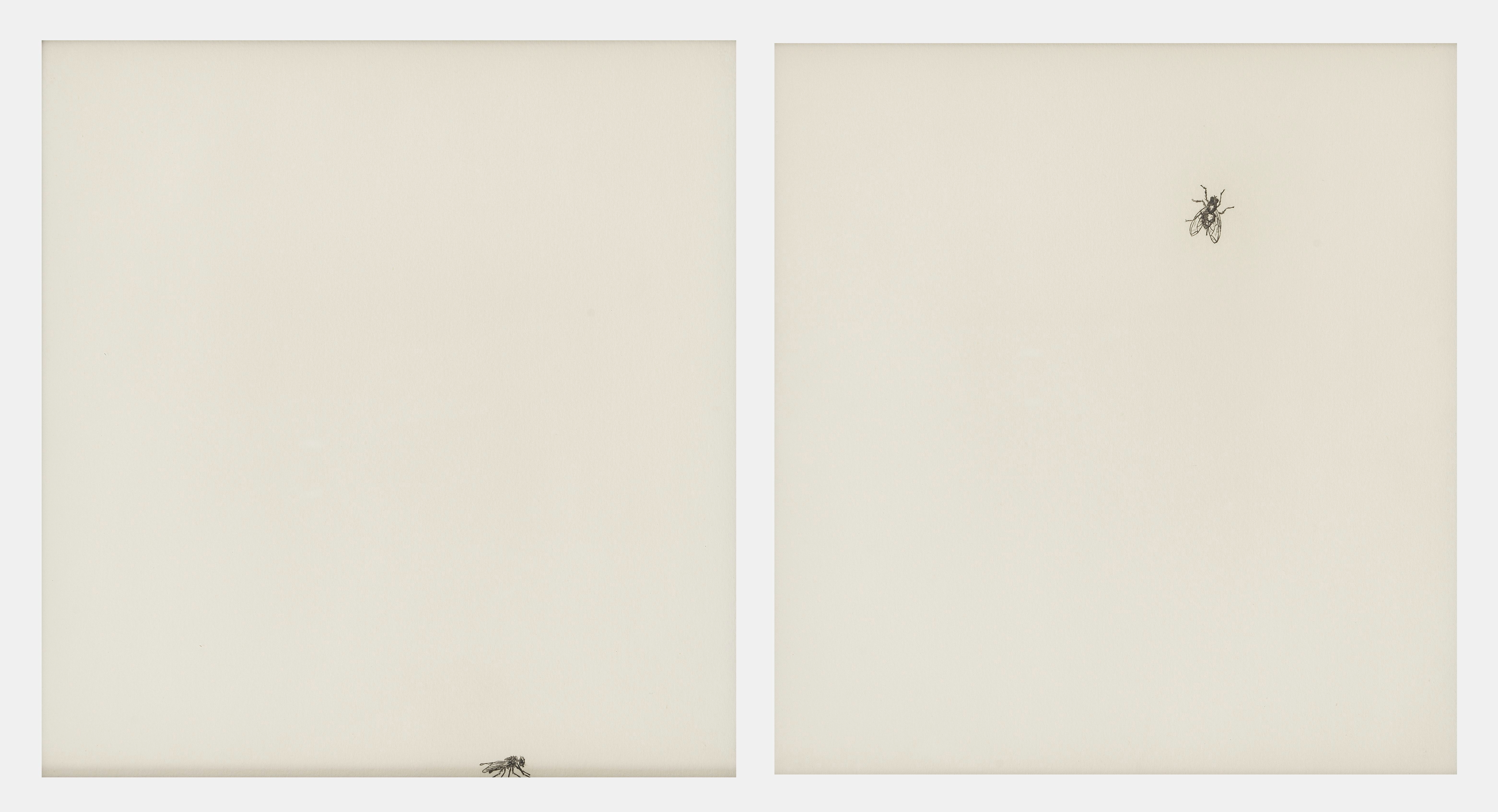 Artwork by Patrice Moreau, Mouches, Made of suite de deux gravures