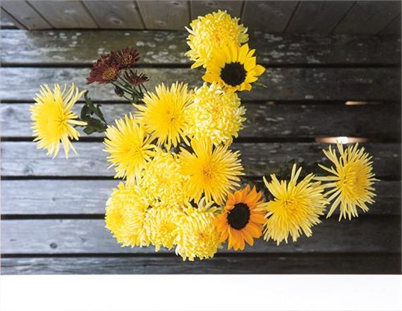 Twelve Chrisnthemums by Wolfgang Tillmans, 2019-20