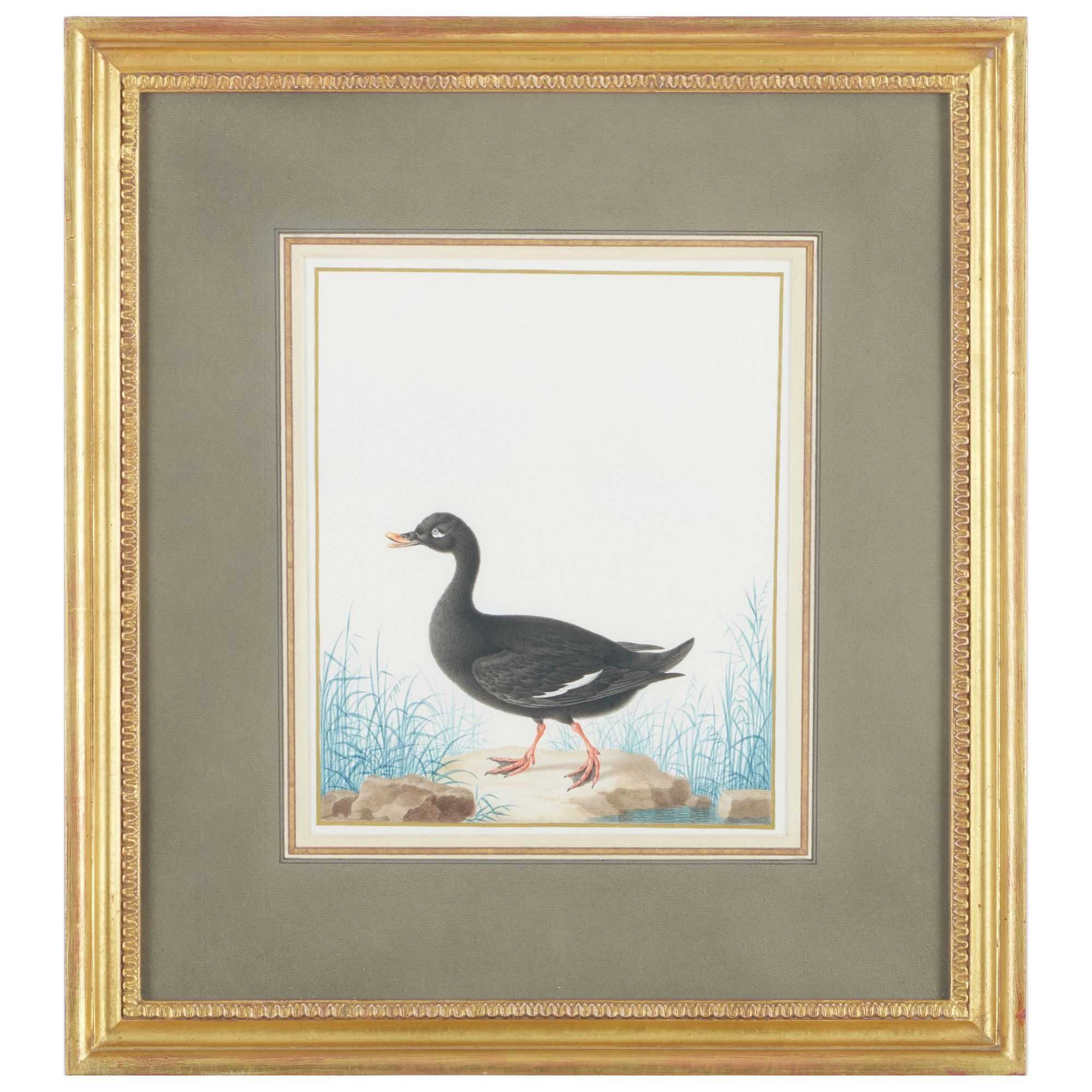 Artwork by Nicolas Robert, Velvet Scoter Drake, Made of Watercolor And Gouache On Vellum