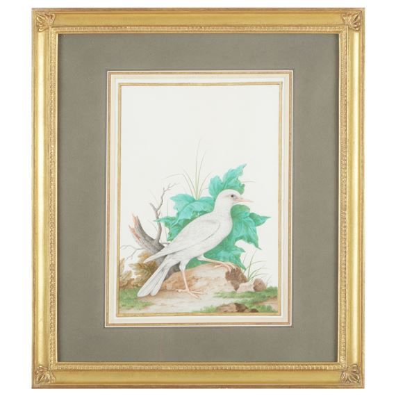 Albino European Blackbird