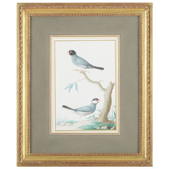 Two Java Sparrows by Nicolas Robert