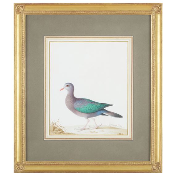 Emerald Dove by Nicolas Robert