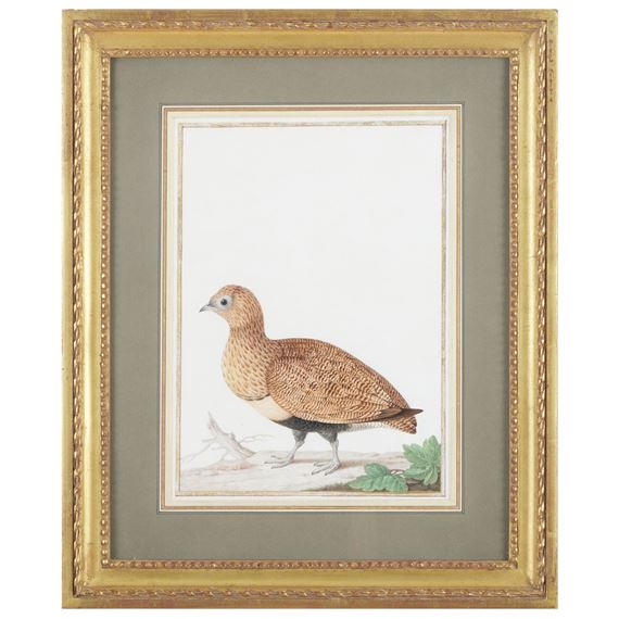 Black-Bellied Sandgrouse by Nicolas Robert