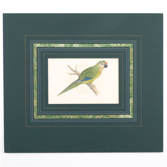 Golden-Crowned Conure - A.F. Lydon