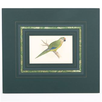 Golden-Crowned Conure - A.F. Lydon