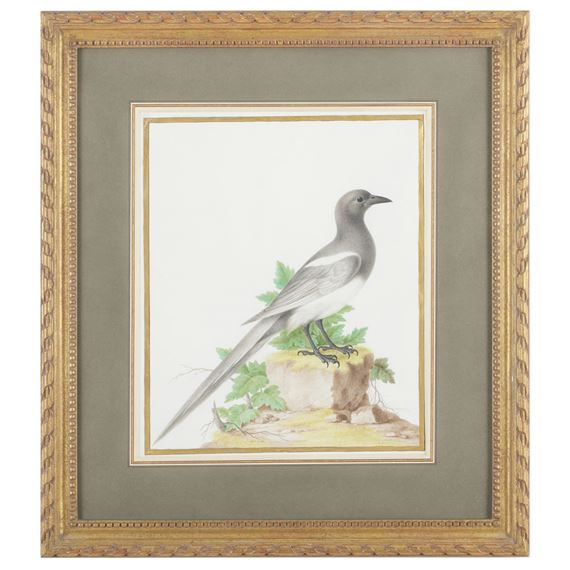 Common Magpie by Nicolas Robert