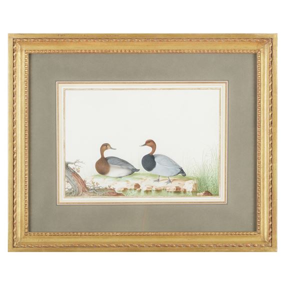 Pair of Common Pochards (Drake and Duck by Nicolas Robert