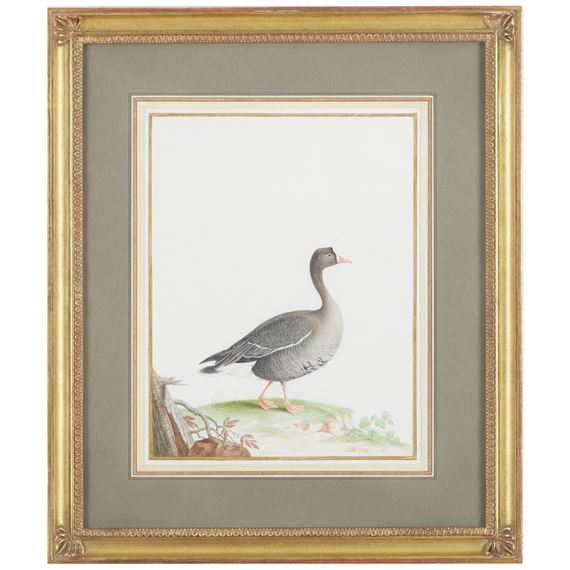 Lesser White Fronted Goose by Nicolas Robert