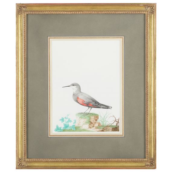 Wallcreeper by Nicolas Robert