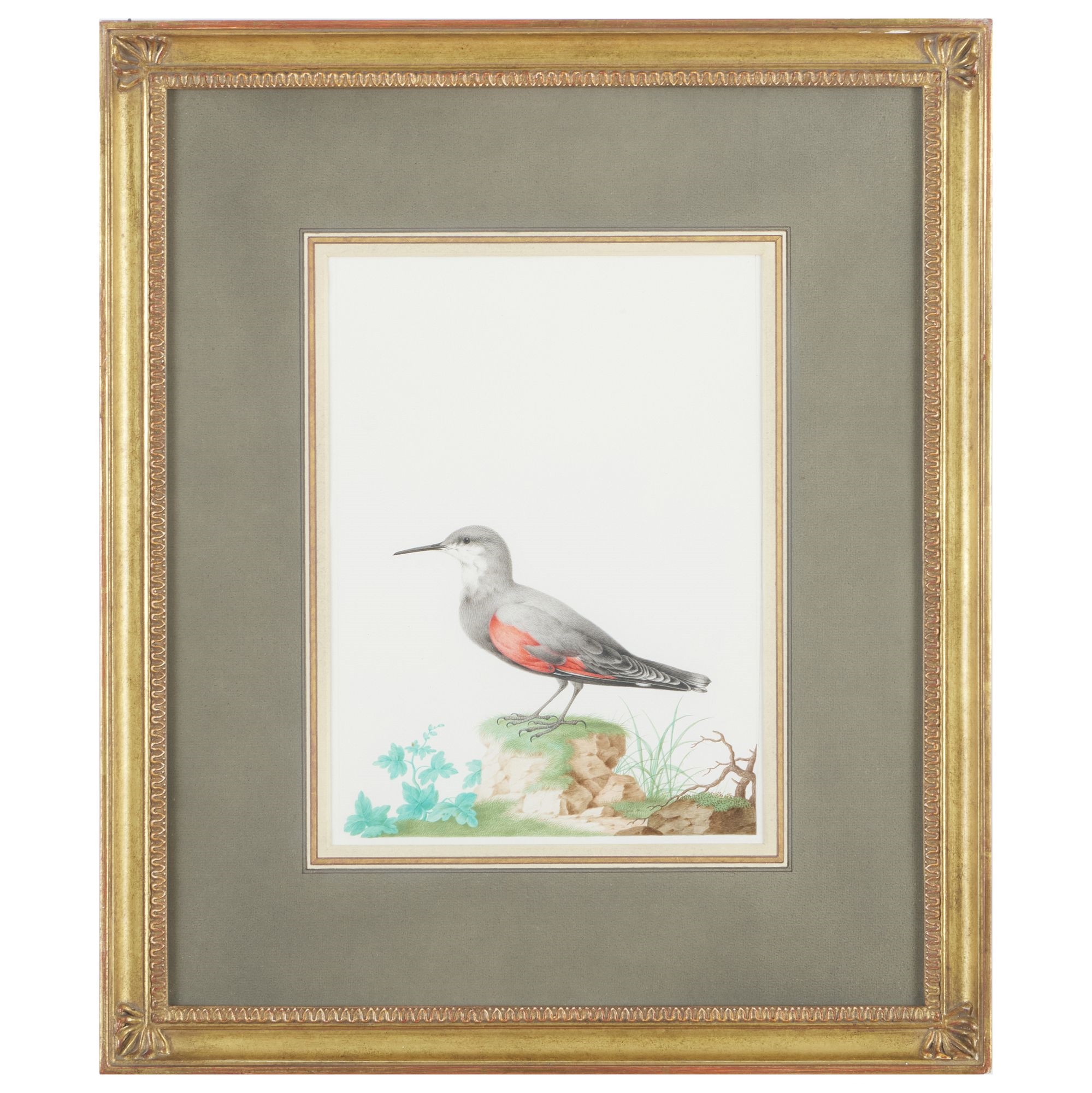 Artwork by Nicolas Robert, Wallcreeper, Made of Watercolor And Gouache On Vellum