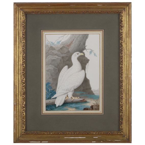 Albino White Tailed Sea Eagle