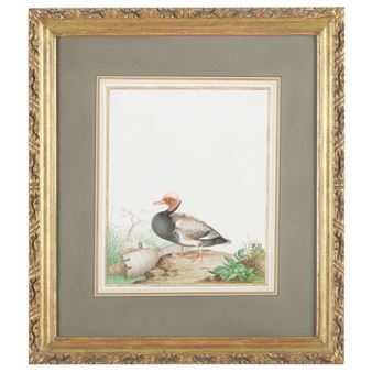 Red-Crested Pochard (Drake - Nicolas Robert