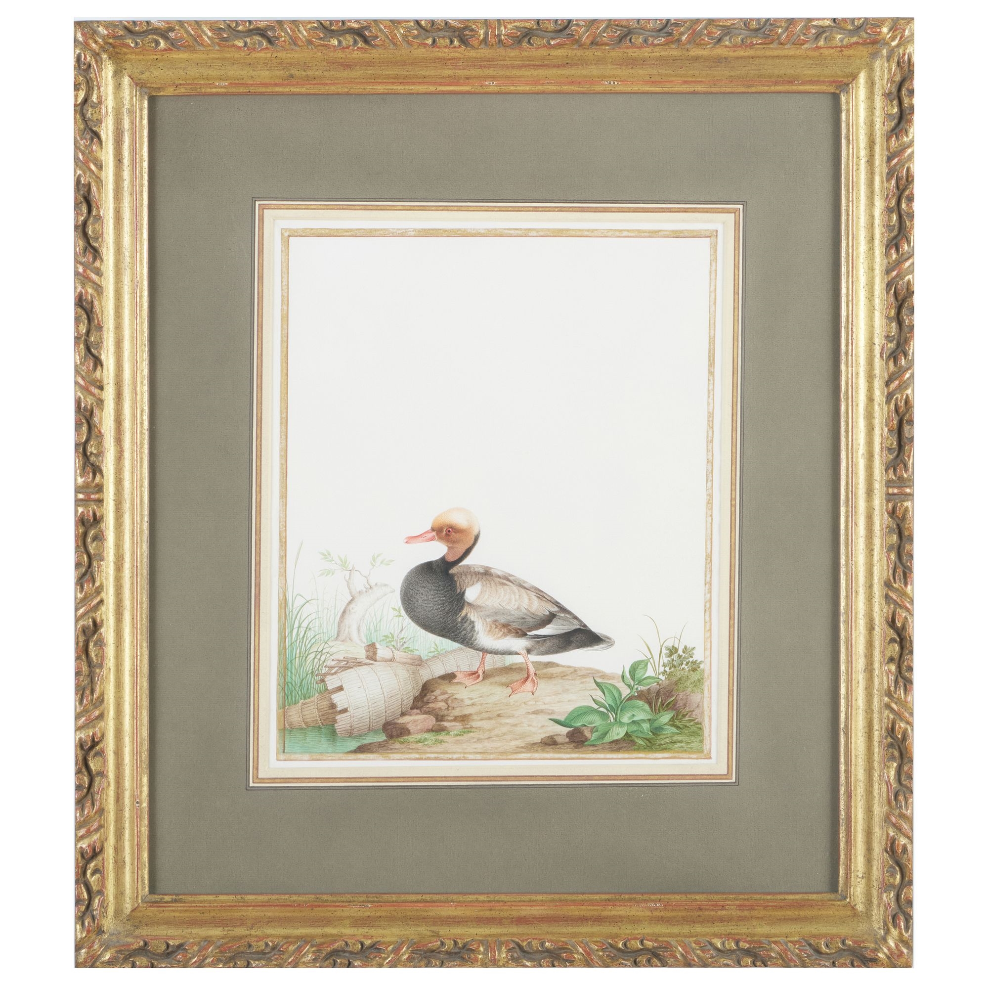 Artwork by Nicolas Robert, Red-Crested Pochard (Drake, Made of Watercolor And Gouache On Vellum