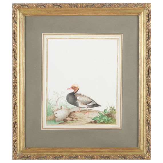 Red-Crested Pochard (Drake - Nicolas Robert