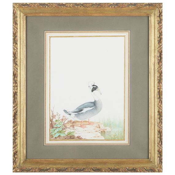 Mallard 'Topknot by Nicolas Robert