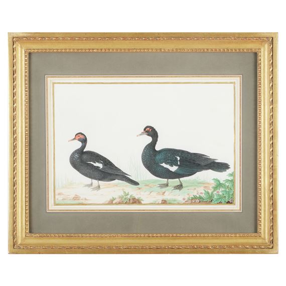 Pair of Muscovy Ducks by Nicolas Robert