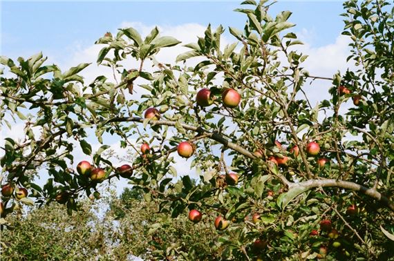 Hana Loftus and Maddie Persent: Into the Orchard - Firstsite
