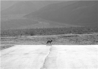 13th Berlin Biennale Review: What Doesn’t the Fox Say