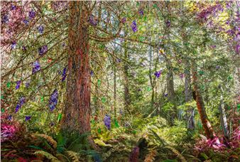 Sarah Anne Johnson: A Mountain and a Forest - Stephen Bulger Gallery