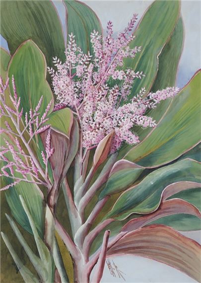 Flowering Cordylines - Marian Ellis Rowan