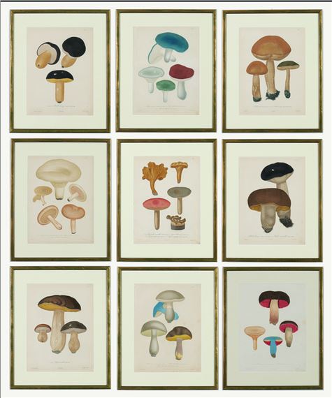 SET OF NINE 19TH CENTURY ORIGINAL HAND COLOURED FRENCH ENGRAVINGS OF MUSHROOMS - Joseph Roques