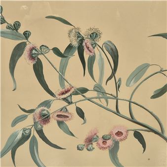 Flower study - Peter Stebbing