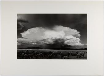 Sheep, Storm: South Park, Colorado - Myron Wood