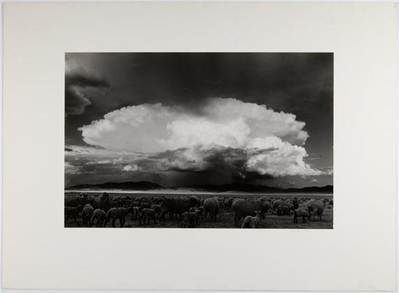 Sheep, Storm: South Park, Colorado - Myron Wood