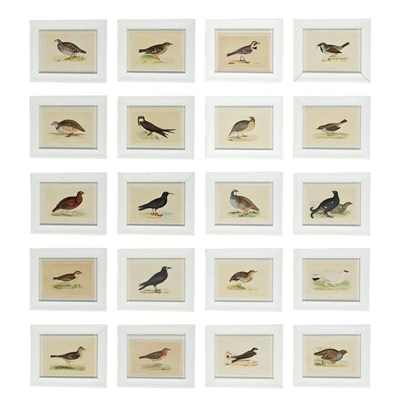 After Rev.F.O.Morris, B.A (Irish, 1810-1893 - Francis Orpen Morris