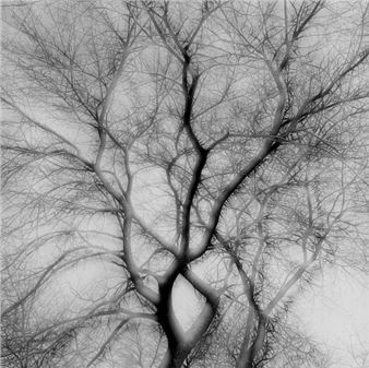 Vibrations of Nature: In-camera Multiple Exposures - Gitterman Gallery