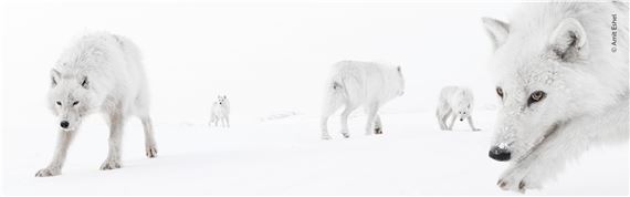 Wildlife Photographer of the Year - The Natural History Museum