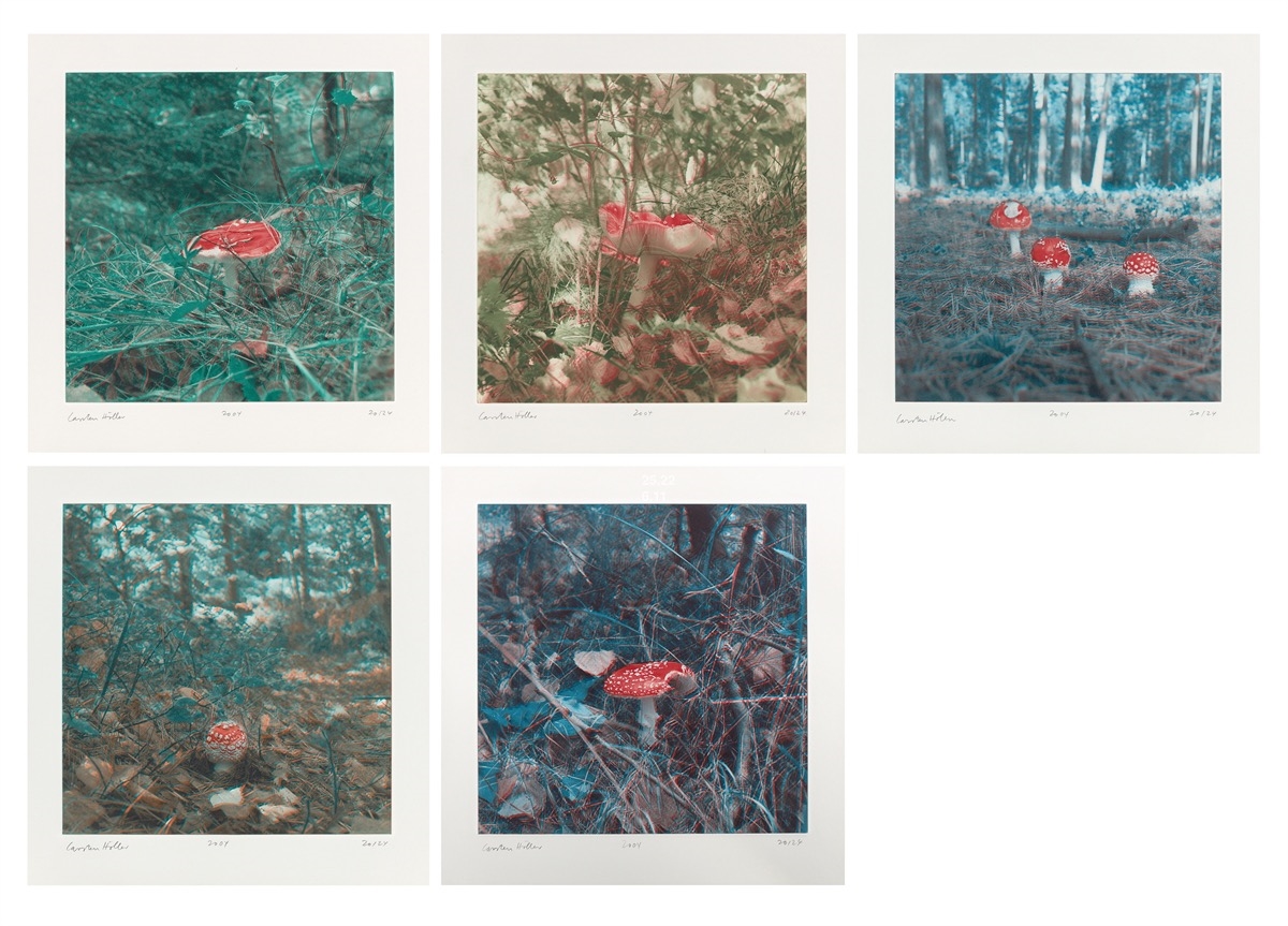 Artwork by Carsten Höller, Mushrooms, Made of Photogravure On Somerset Wove Paper