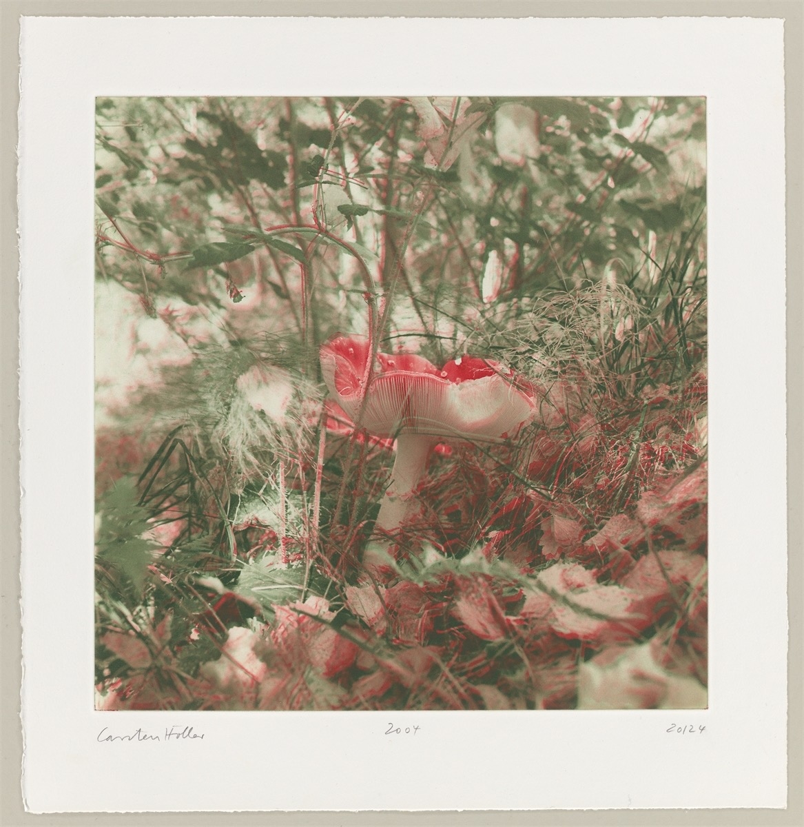 Artwork by Carsten Höller, Mushrooms, Made of Photogravure On Somerset Wove Paper