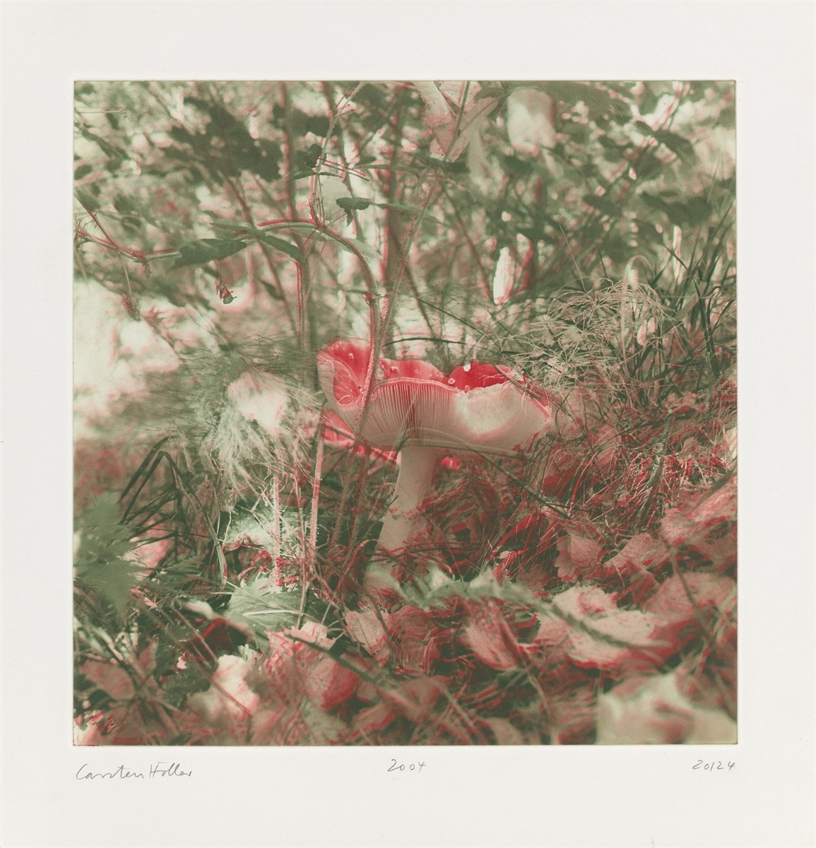 Artwork by Carsten Höller, Mushrooms, Made of Photogravure On Somerset Wove Paper