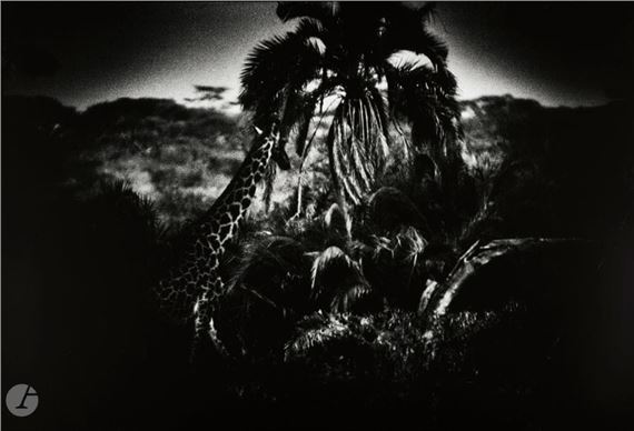 Tsavo, Kenya - Nicolas Bruant