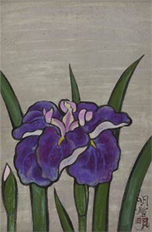iris - Meiji Hashimoto