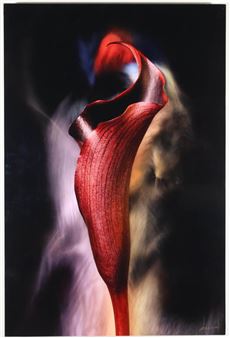 Red Calla - J. Scott Peck