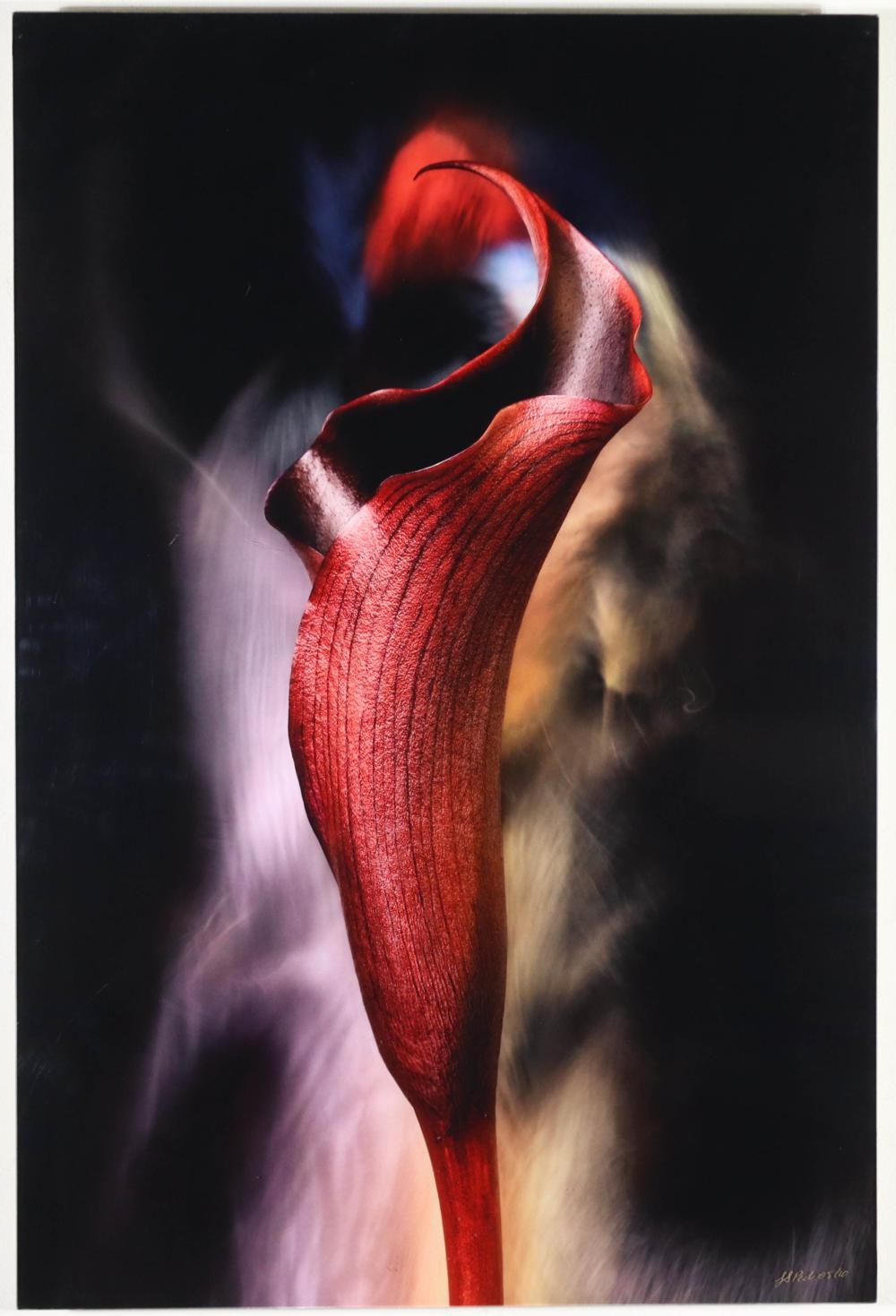 Artwork by J. Scott Peck, Red Calla, Made of Color Photograph On Panel