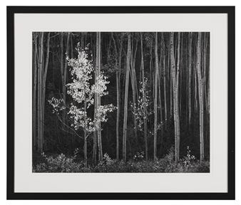 Aspens, Northern New Mexico, 1958 - Ansel Adams