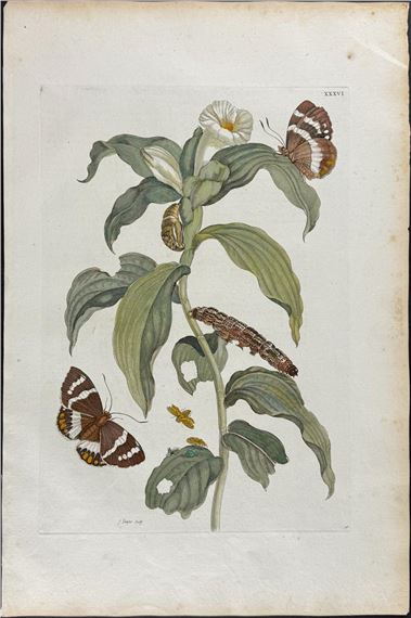 Tobacco Plant & Butterfly Metamorphosis by Maria Sibylla Merian, 1771