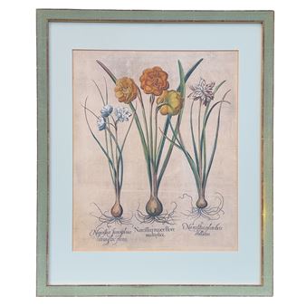 Narzissen - Basilius Besler