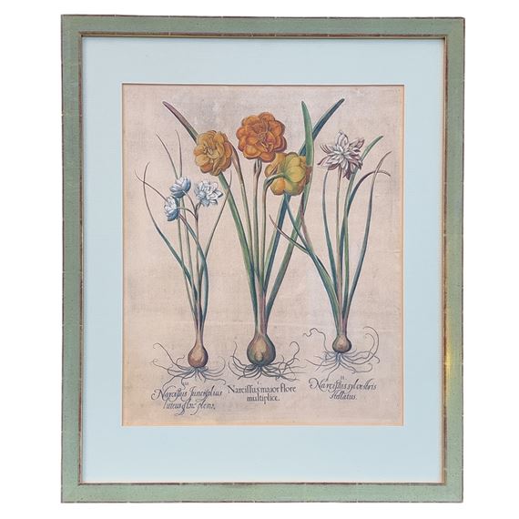 Narzissen - Basilius Besler